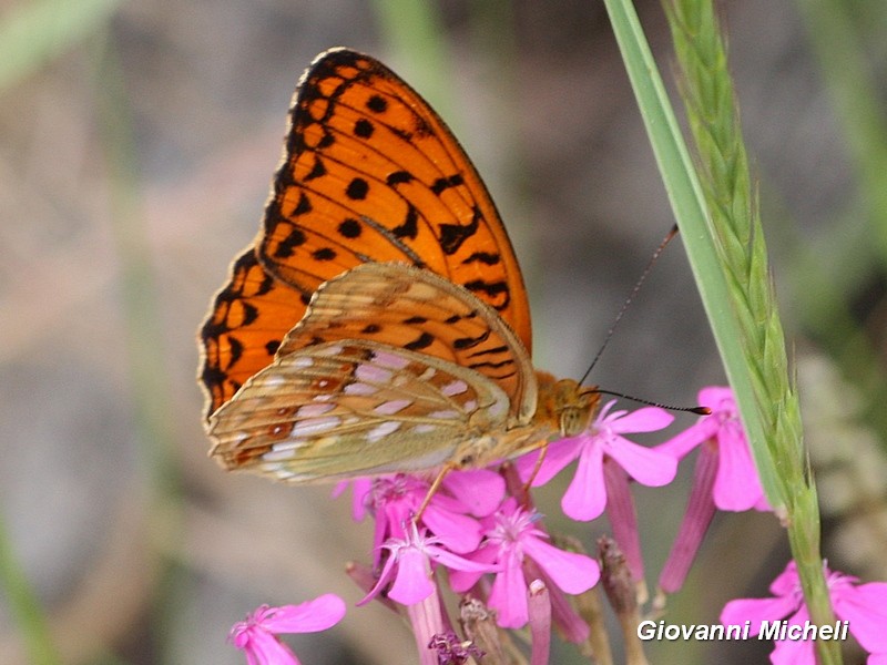 Argynnis adippe